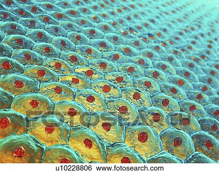 Skin cells, illustration View Large Photo Image Stock Photograph - Skin cells, illustration. Fotosearch