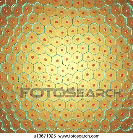 Skin cells, illustration View Large Photo Image Stock Photography - Skin cells, illustration. Fotosearch