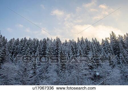 Stock Photograph - Snow covered hill forest tree tops. Fotosearch