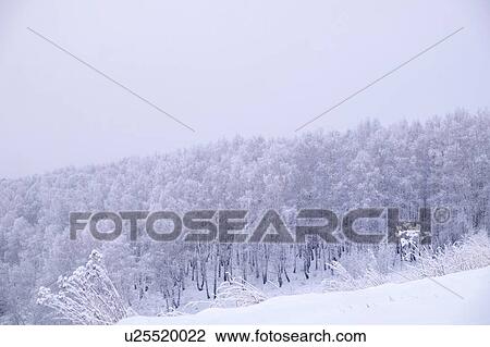 Snow covered landscape and forest View Large Photo Image Stock Image - Snow covered landscape and forest. Fotosearch