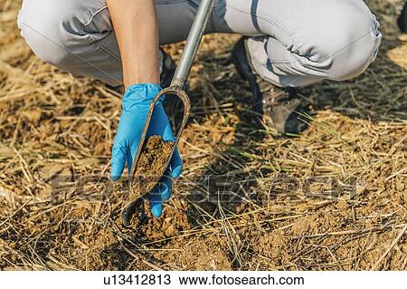 Stock Image - Soil Sampling. Female agronomist taking sample with soil probe sampler.. Fotosearch