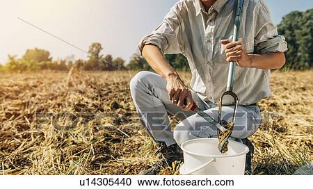 Stock Image - Soil Sampling. Female agronomist taking sample with soil probe sampler.. Fotosearch