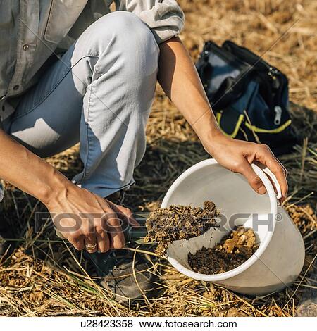 Stock Photo - Soil Testing. Agronomy specialist taking soil sample for fertility analysis.. Fotosearch