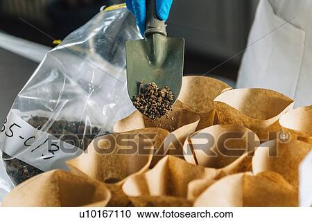 Stock Image - Soil testing. Biologist's hand with protective gloves holding trowel with soil above samples separated in small containers.. Fotosearch