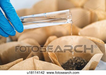 Stock Image - Soil testing, close up. Biologist pouring water into containers with soil samples. Fotosearch