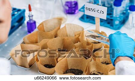 Stock Photograph - Soil testing laboratory. Agronomy technician in white coat pouring water in soil sample.. Fotosearch