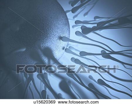 Sperm approaching an egg, illustration. View Large Photo Image Stock Photo - Sperm approaching an egg, illustration.. Fotosearch