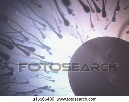 Sperm approaching an egg, illustration. View Large Photo Image Stock Photograph - Sperm approaching an egg, illustration.. Fotosearch