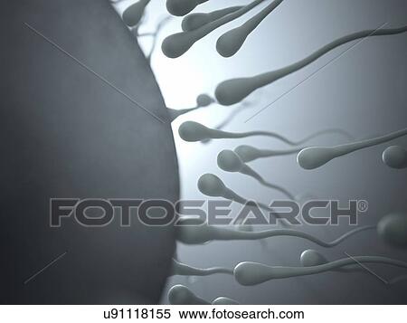 Sperm approaching an egg, illustration. View Large Photo Image Stock Photography - Sperm approaching an egg, illustration.. Fotosearch
