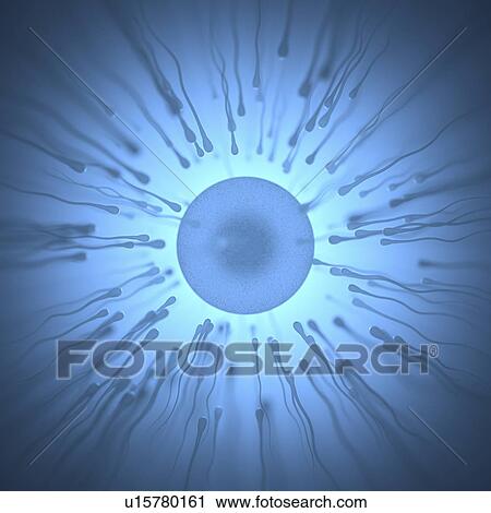 Stock Image - Sperm surrounding an egg, illustration.. Fotosearch