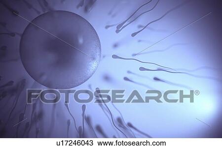 Sperm surrounding an egg, illustration. View Large Photo Image Stock Image - Sperm surrounding an egg, illustration.. Fotosearch