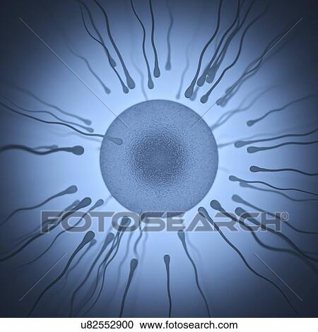 Sperm surrounding an egg, illustration. View Large Photo Image Stock Image - Sperm surrounding an egg, illustration.. Fotosearch