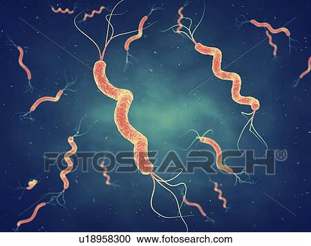 Stock Image - Spirillum bacteria, illustration.. Fotosearch