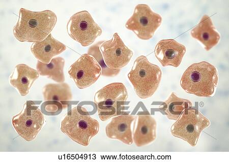 Stock Image - Squamous epithelium cells, illustration. Fotosearch