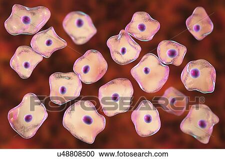 Stock Image - Squamous epithelium cells, illustration. Fotosearch