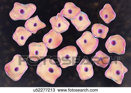 Stock Image - Squamous epithelium cells, illustration. Fotosearch