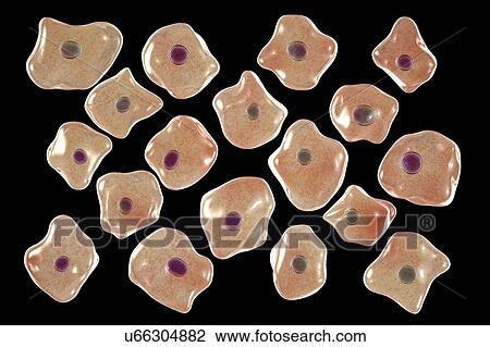 Squamous epithelium cells, illustration View Large Photo Image Stock Image - Squamous epithelium cells, illustration. Fotosearch
