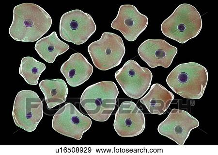 Stock Photo - Squamous epithelium cells, illustration. Fotosearch
