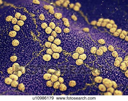 Staphylococcus bacteria on skin, illustration View Large Photo Image Stock Photo - Staphylococcus bacteria on skin, illustration. Fotosearch