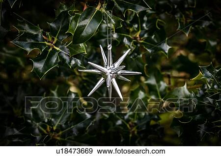 Stock Photo - Star hanging on holly. Fotosearch