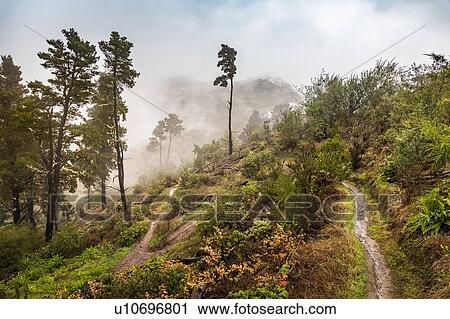 Steep hillside with trees and low cloud, Valleseco, Canary Islands, Spain View Large Photo Image Stock Image - Steep hillside with trees and low cloud, Valleseco, Canary Islands, Spain. Fotosearch