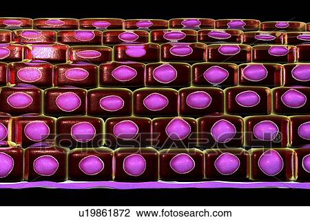 Stratified squamous epithelium, illustration View Large Photo Image Stock Image - Stratified squamous epithelium, illustration. Fotosearch