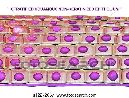 Stratified squamous epithelium, illustration View Large Photo Image Stock Photo - Stratified squamous epithelium, illustration. Fotosearch
