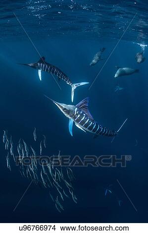 Picture - Striped marlin hunting mackerel and sardines, joined by sea lions. Fotosearch