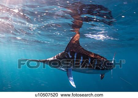 Stock Image - Striped marlin hunting mackerel and sardines. Fotosearch