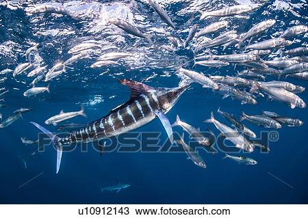 Stock Image - Striped marlin hunting mackerel and sardines. Fotosearch