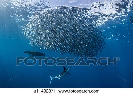 Stock Image - Striped marlin hunting mackerel and sardines, photographed by diver. Fotosearch