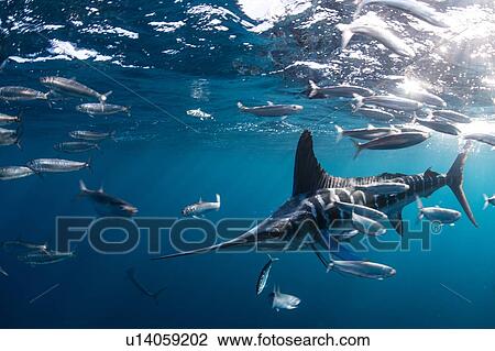 Stock Image - Striped marlin hunting mackerel and sardines. Fotosearch