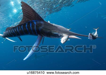 Stock Image - Striped marlin hunting mackerel and sardines. Fotosearch