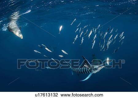 Stock Image - Striped marlin hunting mackerel and sardines, joined by sea lions. Fotosearch