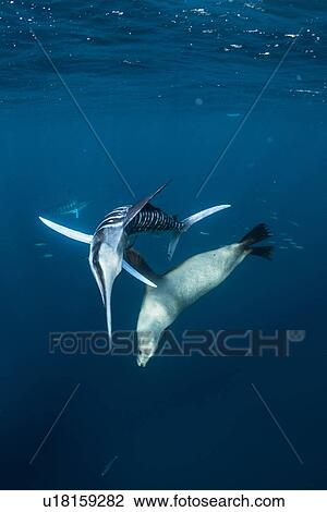 Striped marlin hunting mackerel and sardines, joined by sea lion View Large Photo Image Stock Image - Striped marlin hunting mackerel and sardines, joined by sea lion. Fotosearch