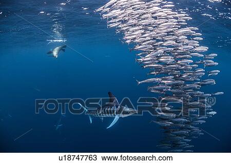 Striped marlin hunting mackerel and sardines, joined by sea lion View Large Photo Image Stock Image - Striped marlin hunting mackerel and sardines, joined by sea lion. Fotosearch