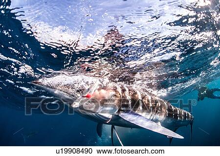 Stock Image - Striped marlin hunting mackerel and sardines, photographed by diver. Fotosearch