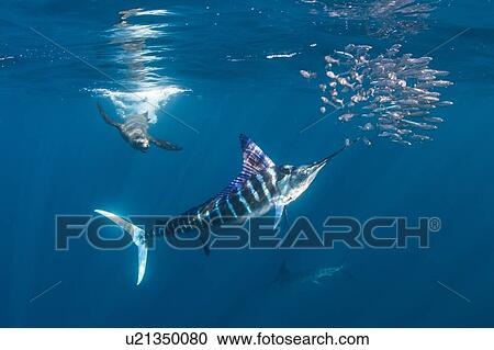 Stock Image - Striped marlin hunting mackerel and sardines, joined by sea lion. Fotosearch