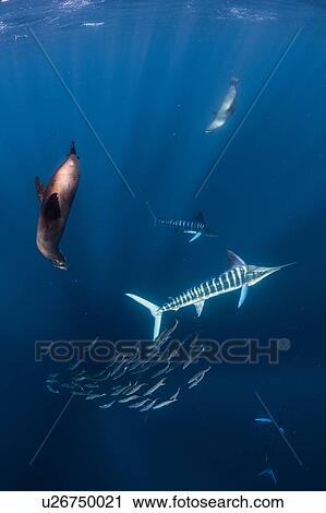 Stock Image - Striped marlin hunting mackerel and sardines, joined by sea lions. Fotosearch
