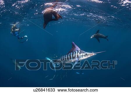 Striped marlin hunting mackerel and sardines, joined by sea lions, photographed by diver View Large Photo Image Stock Image - Striped marlin hunting mackerel and sardines, joined by sea lions, photographed by diver. Fotosearch