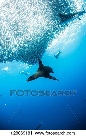 Stock Image - Striped marlin hunting mackerel and sardines, joined by sea lions. Fotosearch