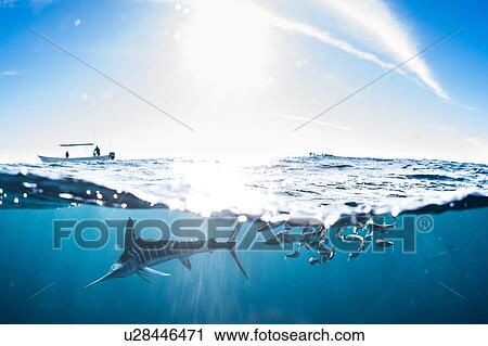 Striped marlin hunting mackerel and sardines View Large Photo Image Stock Image - Striped marlin hunting mackerel and sardines. Fotosearch