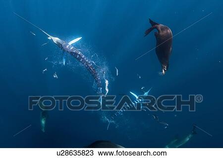 Stock Image - Striped marlin hunting mackerel and sardines, joined by sea lions. Fotosearch