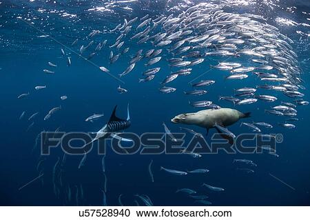 Stock Image - Striped marlin hunting mackerel and sardines, joined by sea lion. Fotosearch