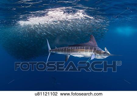 Striped marlin hunting mackerel and sardines View Large Photo Image Stock Image - Striped marlin hunting mackerel and sardines. Fotosearch