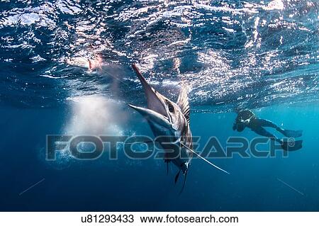 Stock Image - Striped marlin hunting mackerel and sardines, photographed by diver. Fotosearch