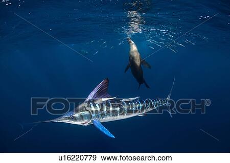 Stock Photo - Striped marlin hunting mackerel and sardines, joined by sea lion. Fotosearch