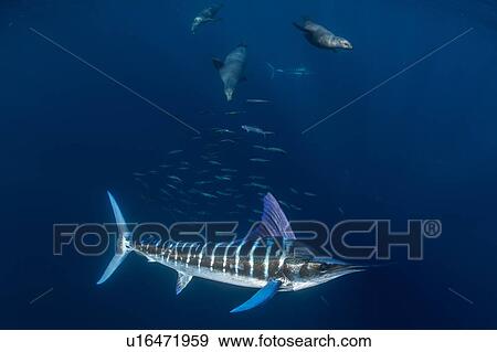 Stock Photo - Striped marlin hunting mackerel and sardines, joined by sea lions. Fotosearch