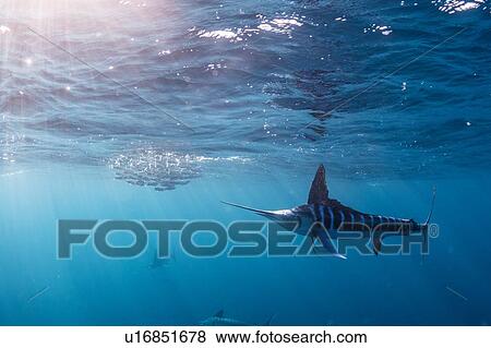 Striped marlin hunting mackerel and sardines View Large Photo Image Stock Photo - Striped marlin hunting mackerel and sardines. Fotosearch