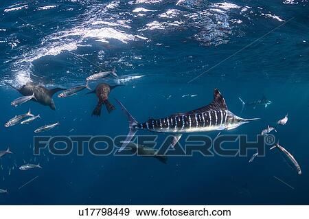 Stock Photo - Striped marlin hunting mackerel and sardines, joined by sea lions. Fotosearch